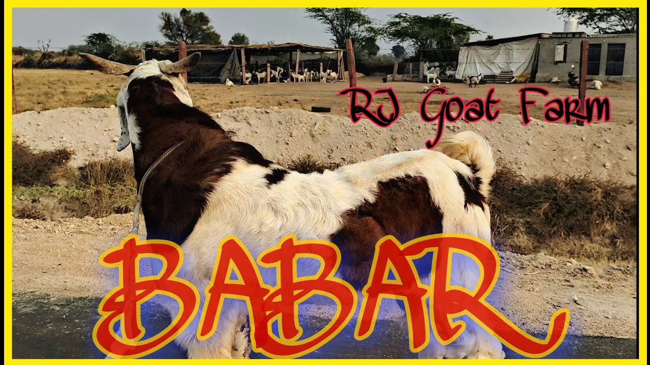 RJ Goat Farm Ka BABAR | Top Quality Kota Bakra | Sakeel Bhai Ka Bakra ...