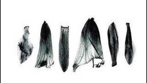 Treelogy III : Orchid