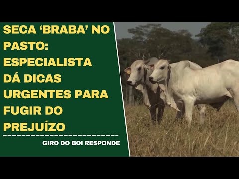 SECA ‘BRABA’ NO PASTO: ESPECIALISTA DÁ DICAS URGENTES PARA FUGIR DO PREJUÍZO