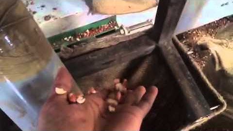 color sorting machine manufacturers in india