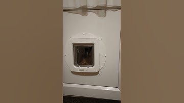 Cat uses Sureflap for first time #bengalcat #sureflap