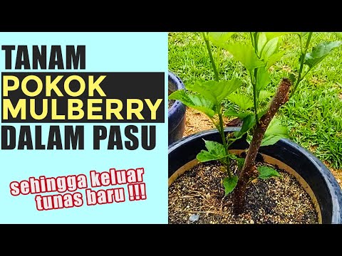 Video: Penjagaan Mulberi Putih - Ketahui Cara Menanam Pokok Mulberi Putih