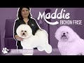 Kitty talks dogs toilettage de maddie le bichon fris  transgroom