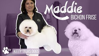 Kitty Talks Dogs: grooming Maddie the Bichon Frisé | TRANSGROOM