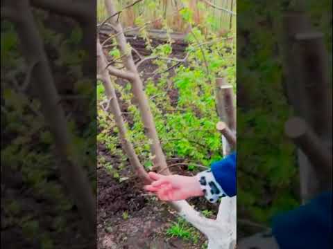 Самый простой способ прививки деревьев Прививка за кору 4