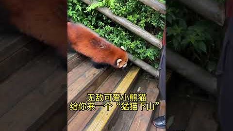 A Panda Walked Freely In Sichuan