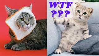 Cute and Funny Cat Videos to Keep You Smiling 😺🐈😀 March 2021 by Cute and Funny Animals 4,035 views 3 years ago 10 minutes, 48 seconds