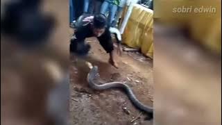 Lima deretan  detik detik pawang digigit ular #kingcobra #snake #ularberbahaya