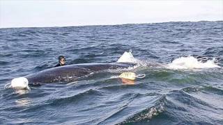 Man Saves Whale