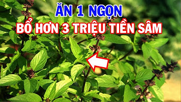 Bất ngờ CÔNG DỤNG MỚI của Lá Húng Quế, Người Việt Mững Rỡ Vì Nhà Nào Cũng Có 1 Cây