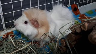 My New Foster Guinea Pigs