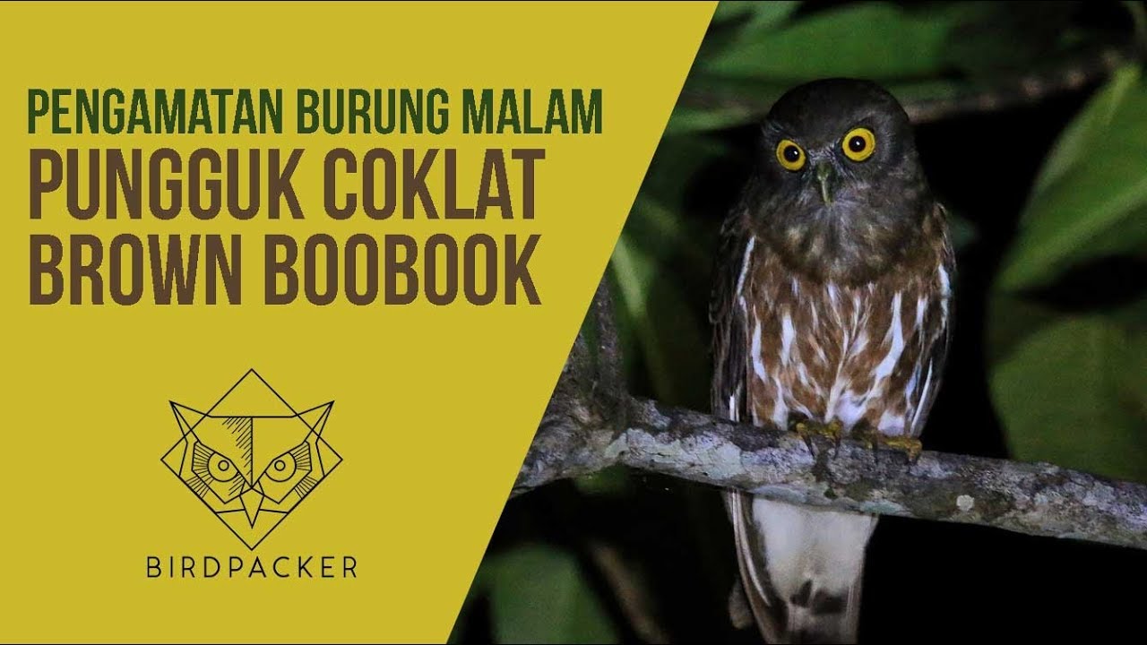 Burung Hantu Punggok Coklat Brown Hawk Owl Boobook Youtube