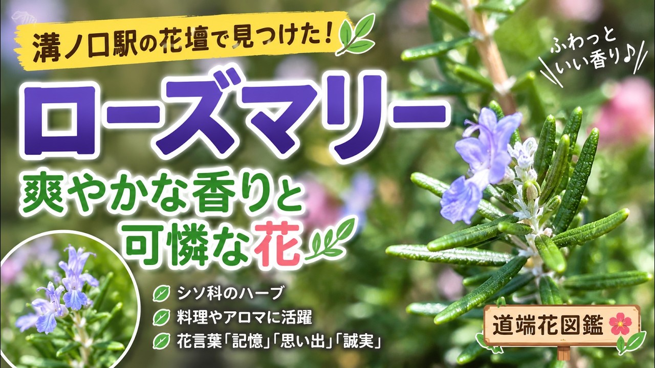 Rosemary Found in the Mizonokuchi Station Flower Bed! A Popular