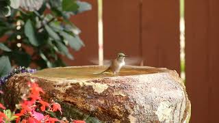 Hummingbird in birdbath, they Love to sneak baths