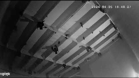 inside swiftlet house at night #swiftletworld #birdnesthouse #nature #swiftlet #Icarebirdnest