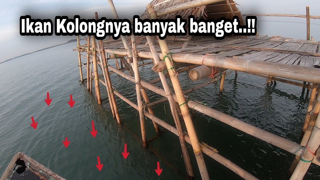 Jangan Diragukan lagi..!! Tempat seperti ini jadi sarang ikan || pulau cangkir
