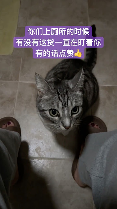 厕所跟班#貓咪 #shotrs