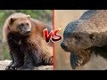 GLOTÓN VS RATEL - ¿QUIÉN ES MÁS FUERTE?