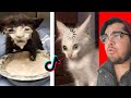 Cat Tik Toks That Are Actually Funny