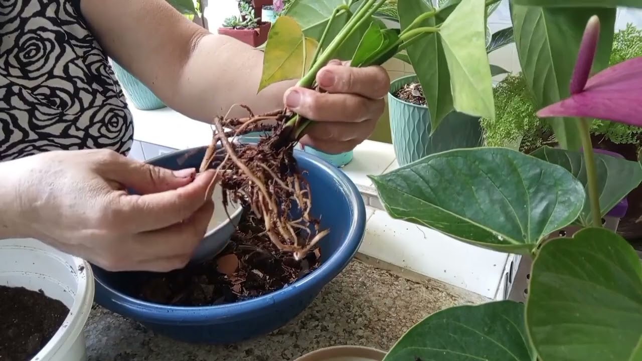 ANTURIOS  peor ERROR  que cometemos en el primer TRASPLANTE recién traído del vivero 🪴🌸🌹🌿