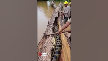 Workers Rescue Giant Anaconda Trapped in a Fallen Tree