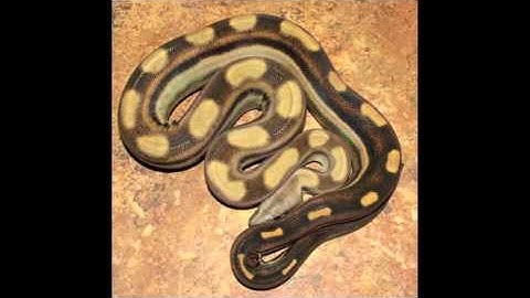 Boaconstrictor.com Boa Gallery 3