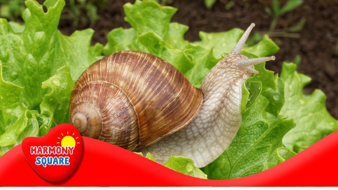 Plantas de marihuana hermafroditas: Signos y qué hacer - WeedSeedShop, image size:1280x720