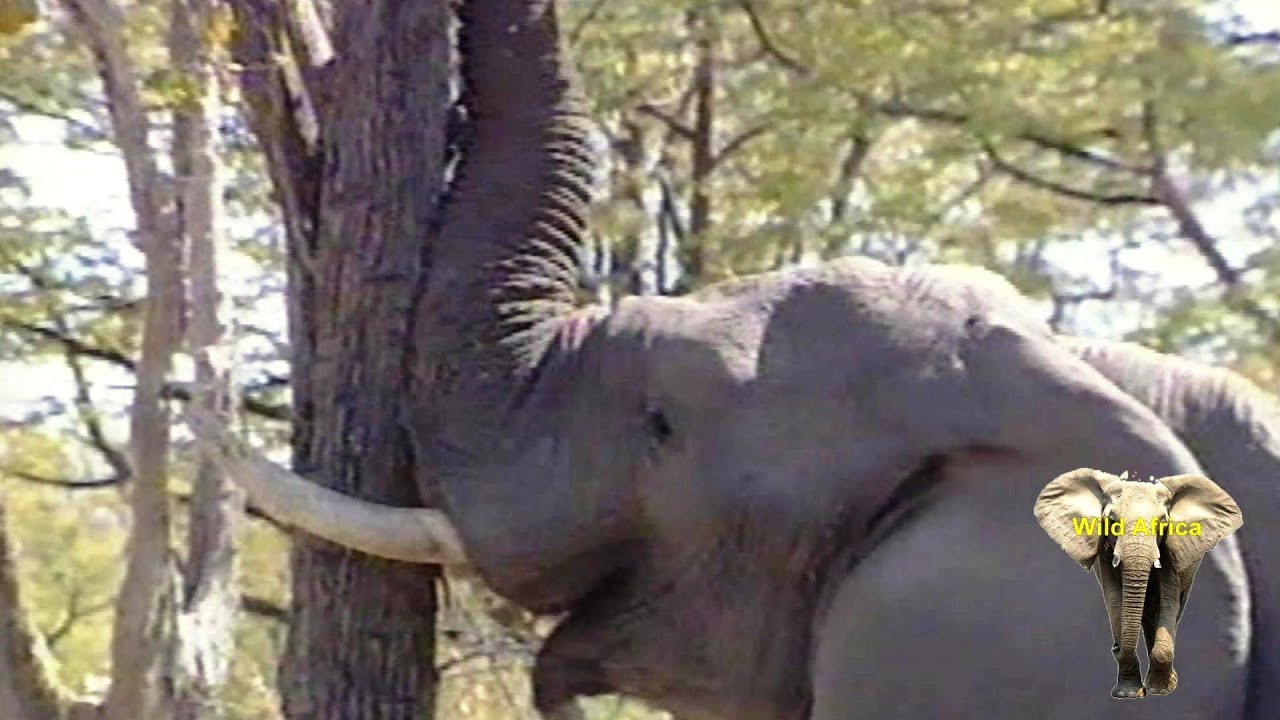 Why Do Elephants Push Over Trees 