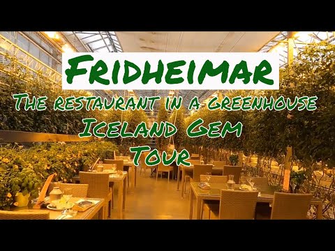 Fridheimar, The restaurant in a greenhouse | Unique dining Experience |Iceland Gem | Tour |Day 6