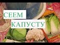 Посев Капусты. Рассада Капусты Без Болезней.