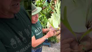 Helecho Cacho de Venado: la planta que decora tu hogar 🌿