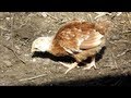 3 week old Chicks move into Chicken Coop... 3 week old Chicks move into Chicken Coop...
