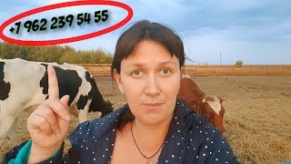 СРОЧНО ПРОДАЮ КОРОВ! СРОЧНО ПРОДАЮ КОРОВ!