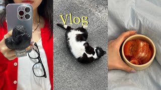 Vlog:: 쭈삼에 참치마요, 김볶밥해먹기🍽️ 산책 3시간하고 고영씨들 잔뜩 보는🐈 봄날의 일상 브이로그