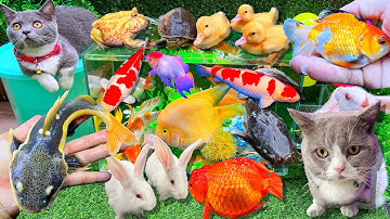 Bắt Cá Koi, Cá Vàng Bơi, Cá Trê, Cá Dọn Bể, Cá Chép, Cá Ranchu