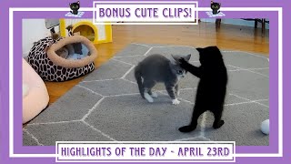 Highlights of the day - April 23rd - Bonus Cute Clips!