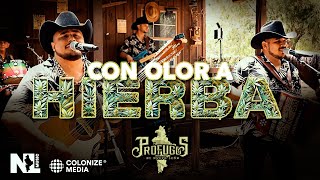 Vignette de la vidéo "Prófugos de Nuevo León - Con Olor A Hierba (En Vivo)"