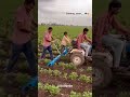 ખેતરમાં ચાલતા બળદ અને ટ્રેક્ટર #farminglife #farmingmethod #viralvideo #trending #tractor