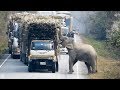 Elephant Blocks Trucks To Steal Bundles Of Sugar Cane From Them