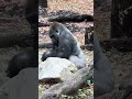 The Gorilla places his straw for comfortable relaxing.