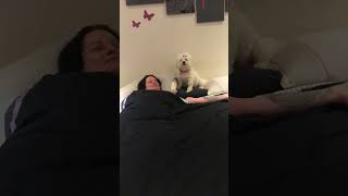 Dog Vocally Refuses To Get Out Of Bed! | Pets Translated