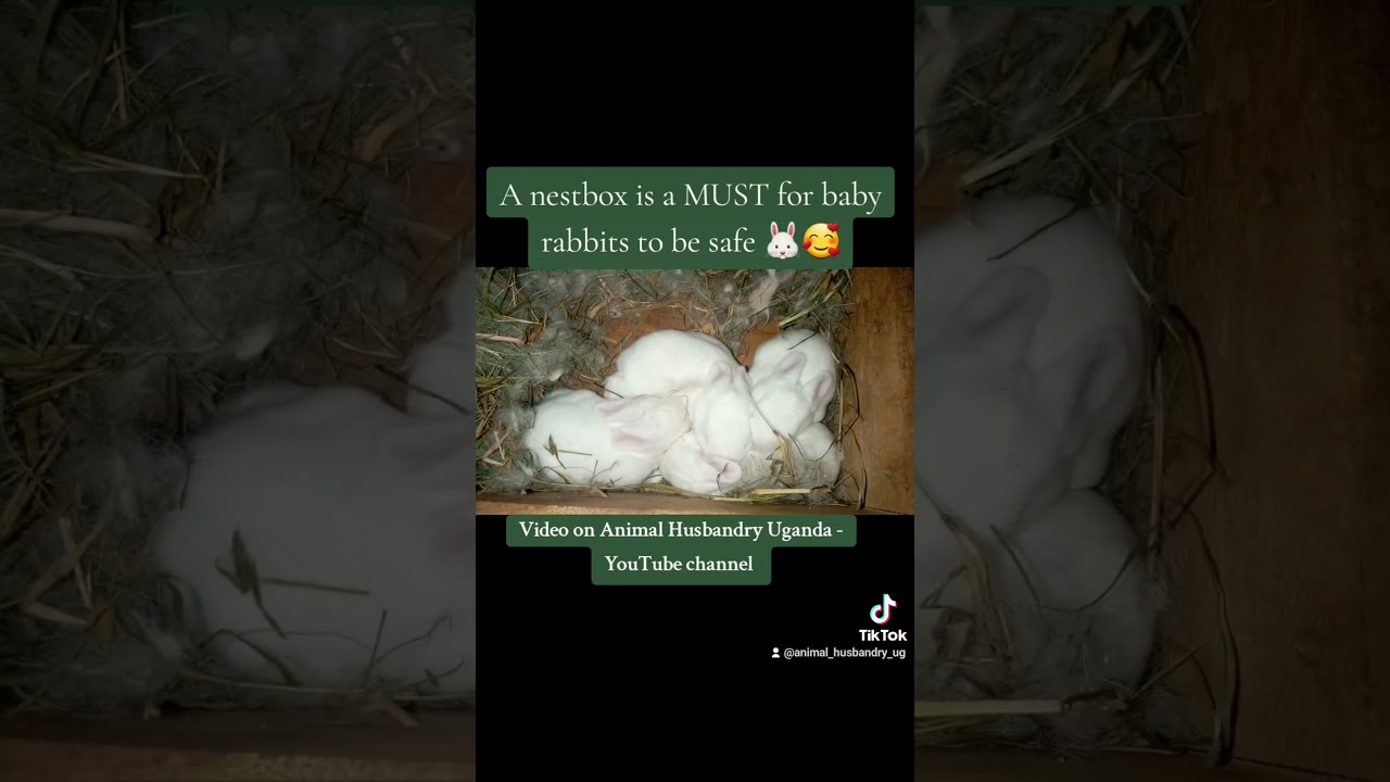 Nestboxes are important 