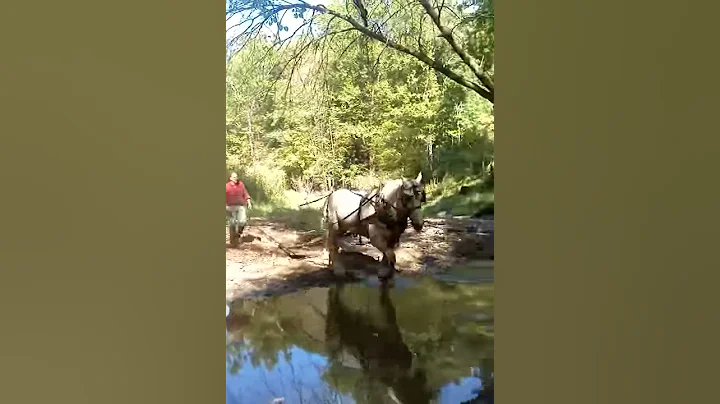 Todd and Jazz pulling lumber up bankside at CVNP