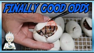 CUTTING MORE BALL PYTHON EGGS!