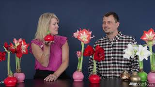 Bloomaker What Is A Waxed Amaryllis?