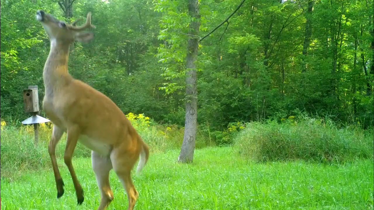 A Wisconsin Wildlife Journal Episode 1 The Secret Life Of Animals YouTube