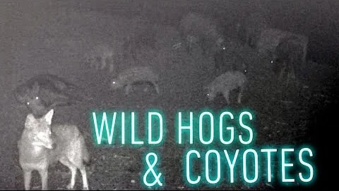 Texas Wild Hogs & Coyotes on Trail Camera!