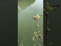 Ponte Milvio il Fiume Tevere lucchetti dell'amore racconto storico vlog