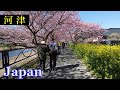 河津・河津桜　Walking Japan🚶‍♂️4K　Izu　Cherry Blossoms　🎧HQ 3D Audio　満開の河津桜が咲き誇る、伊豆・河津 の街を散策　（静岡県・河津町）散歩