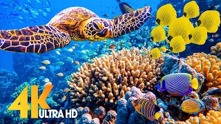 [NEW] 11HRS Stunning 4K Underwater Footage + Music | Rare & Colorful Sea Life: RAINBOW REEF 2 UHD